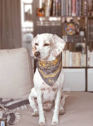 The reference photo: Biscuit, a white dog with brown spots, in a yellow bandana on a sofa.